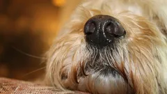 Je hond als stressmeter: zo lezen honden je als een open boek