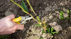 Deze planten moet je in december altijd snoeien: experts noemen 10 soorten