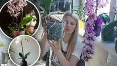 Niet elke pot past: expert onthult waar je orchideeën absoluut niet in moet planten