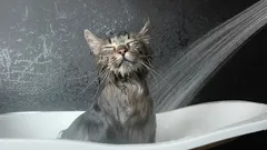 Katten en water: zo leer je je pluizige vriendje makkelijk wassen en badderen