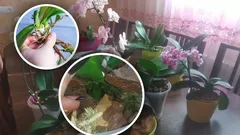 Zonder stimulerende middelen of chemicaliën: zo zorgen orchideeën zelf voor nageslacht