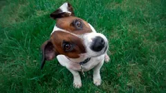 Waarom kantelt je hond zijn kop als je tegen hem praat – wat er echt in zijn hoofd omgaat