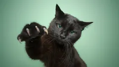 Stijlvol, mysterieus en ondergewaardeerd: waarom zwarte katten zo bijzonder zijn